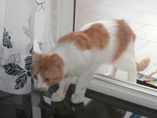 MES AMOURS MES CHATS MES CHAMOURS P6030210