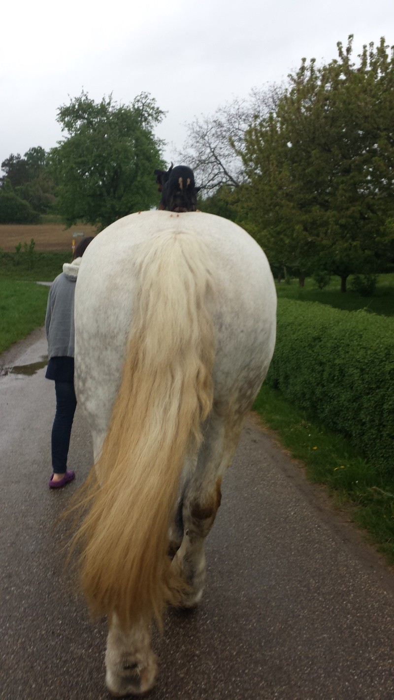 (Dept19) PRINCESSE DE CHANTEGRELL, Percheron, sauvée par Birgit (Avril 2014) - Page 12 14310