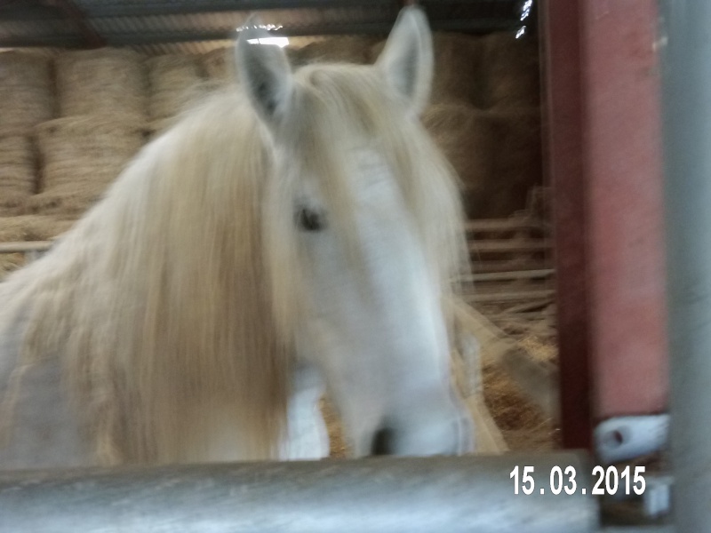 Dept19 ROXANE, OC Trait Percheron, en cours de replacement !!! (Avril 2015) Dsci4110