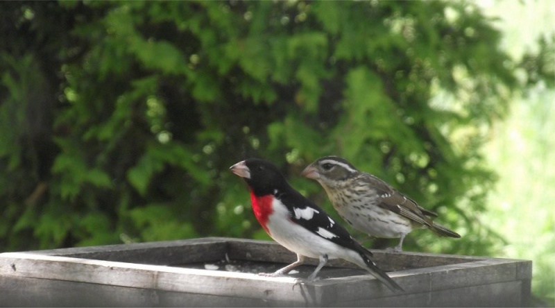 les oiseaux en couple Couple10