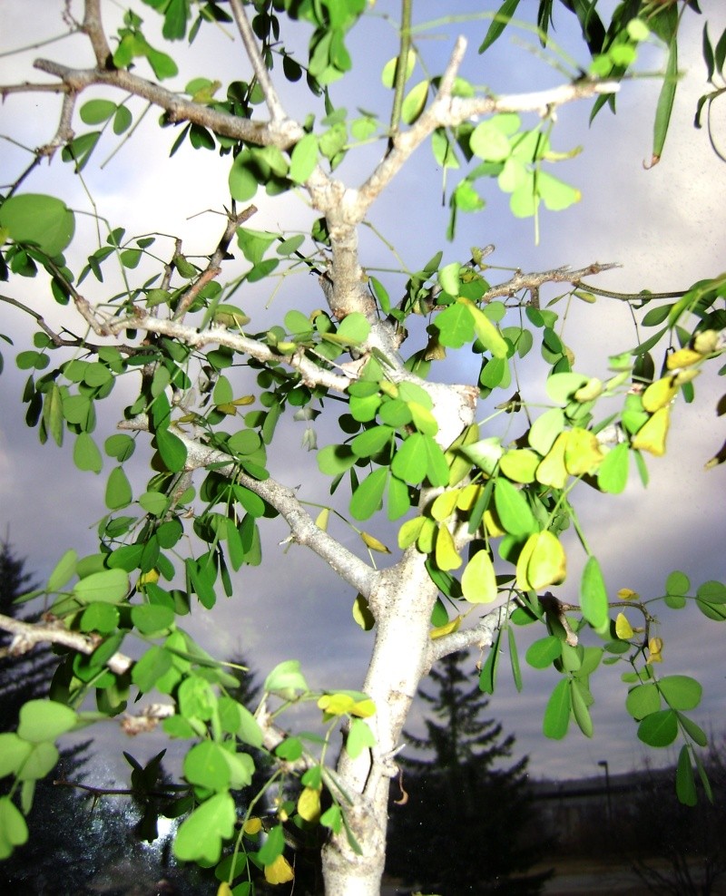 UPDATE - POST SCALE DAMAGE ADVICE NEEDED -campeche bloodwood raining leaves... again Campec10