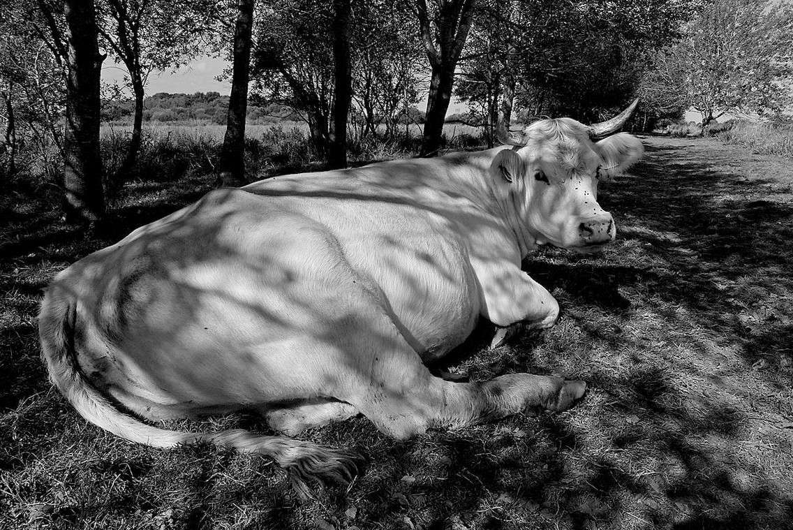 Sieste à l' orée du bois 28236610