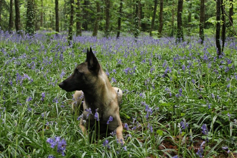 Ioky le petit malinois  - Page 16 Img_0110