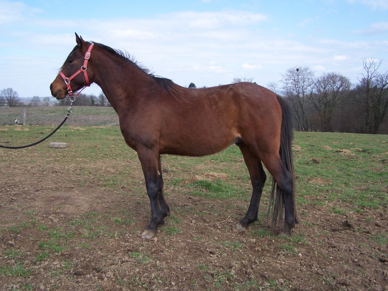 Plusieurs chevaux disponible à la vente 100b9810