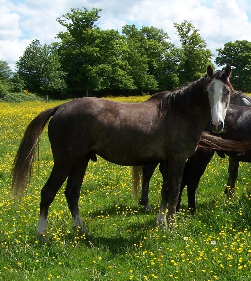 Plusieurs chevaux disponible à la vente Marees10