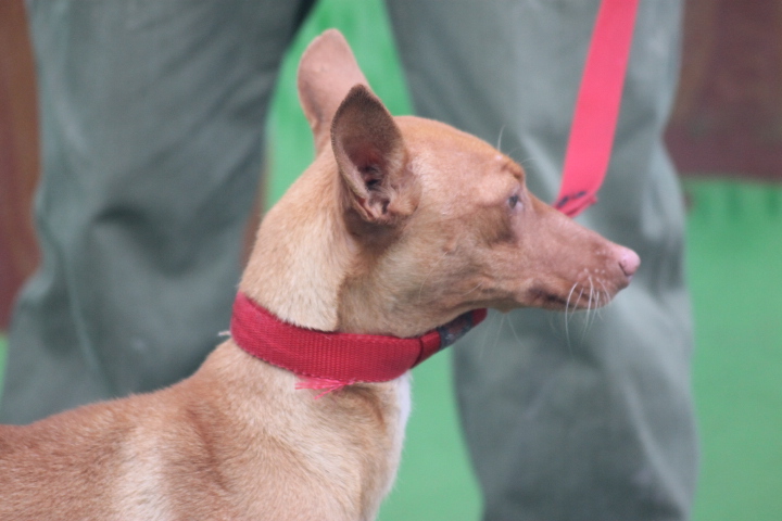 JEZABEL - podenca 2 ans - Asso Une Histoire de Galgos - Espagne Jezabe12