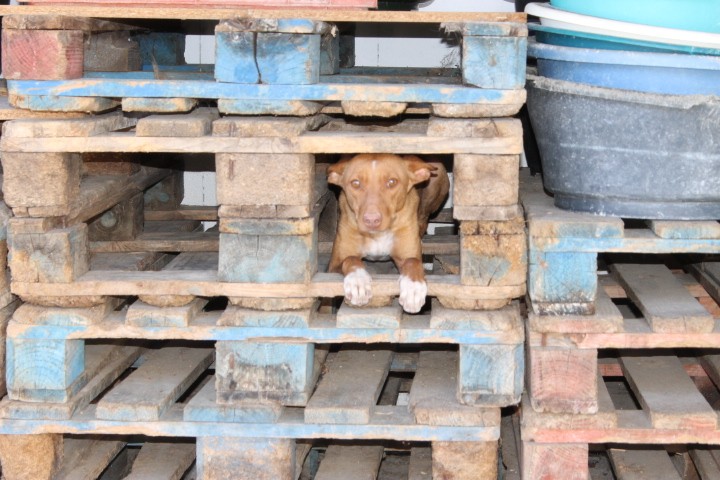 JEZABEL - podenca 2 ans - Asso Une Histoire de Galgos - Espagne Jezabe16