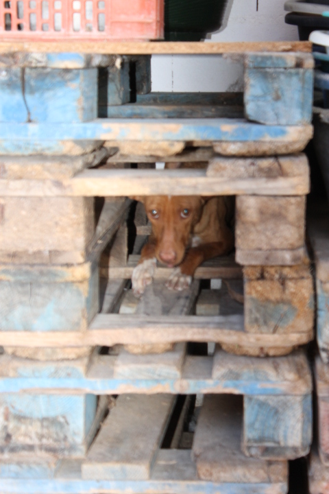 JEZABEL - podenca 2 ans - Asso Une Histoire de Galgos - Espagne Jezabe17