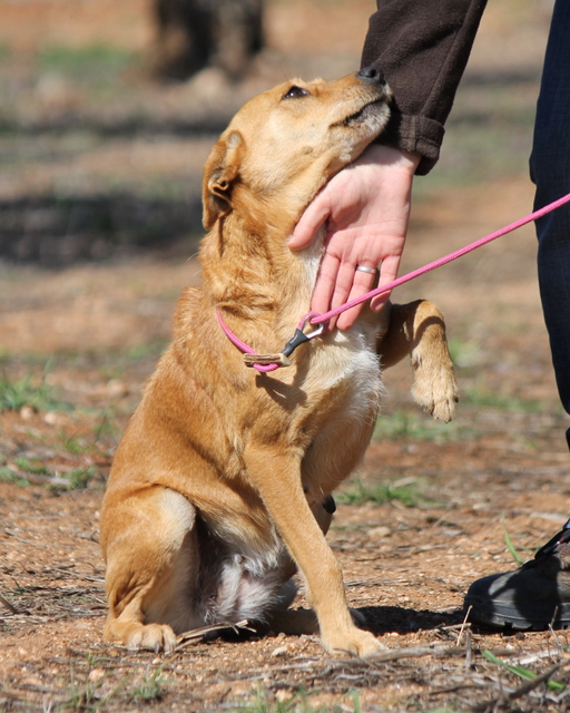 PAQUITA 8 ans    (ses chiots ont été adoptés) - Asso Une Histoire de Galgos - Espagne Paquit15