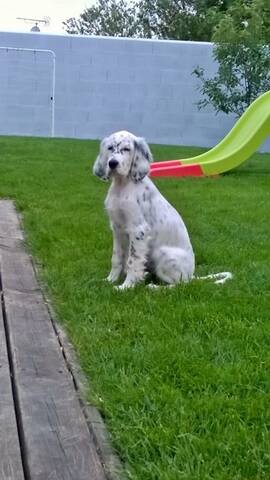 Lucky Dallas Bebe Setter Anglais De 3 Mois Levriers Et Compagnie Adopte Lucky Dallas Bebe Setter Anglais De 3 Mois Levriers Et Compagnie Adopte