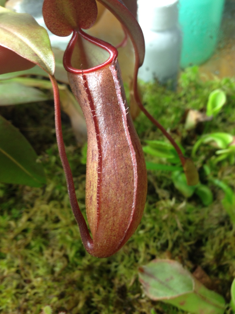 Nepenthes terrarium - Page 2 Img_1110