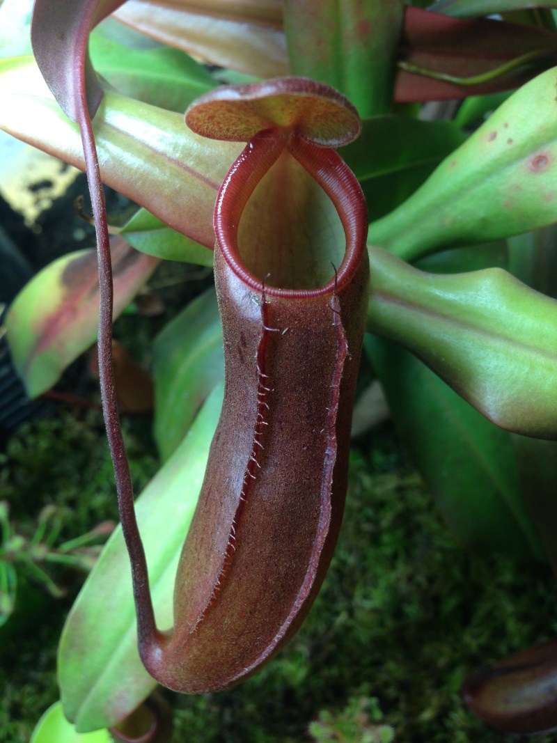 Nepenthes terrarium - Page 2 Img_1111