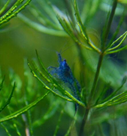 Probleme De Couleurs Crevettes Red Cherry