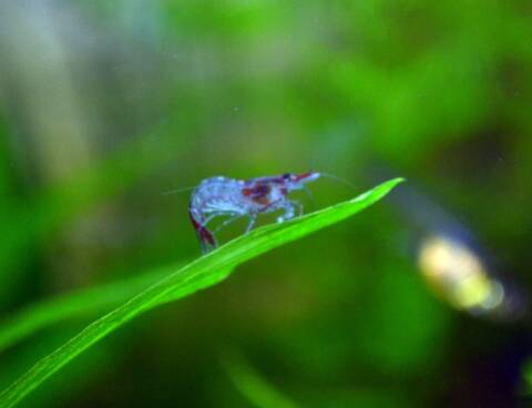 Probleme De Couleurs Crevettes Red Cherry