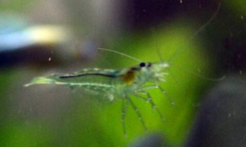 Probleme De Couleurs Crevettes Red Cherry