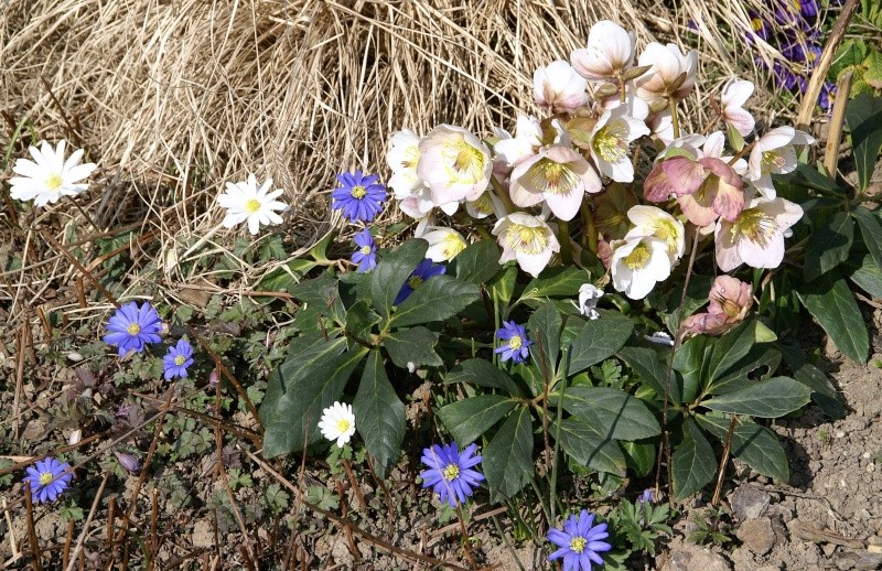 Erste Frühlingsboten im Garten und in Wald und Flur - Seite 19 Anemon10