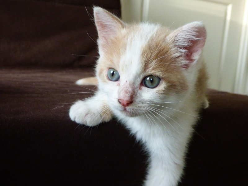 Arwen, chatonne crème et blanche, née début avril 2015 P1000411