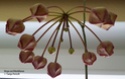 Hoya archboldiana 'Pink' Archbo12