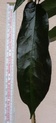 Hoya archboldiana 'Pink' Archbo13