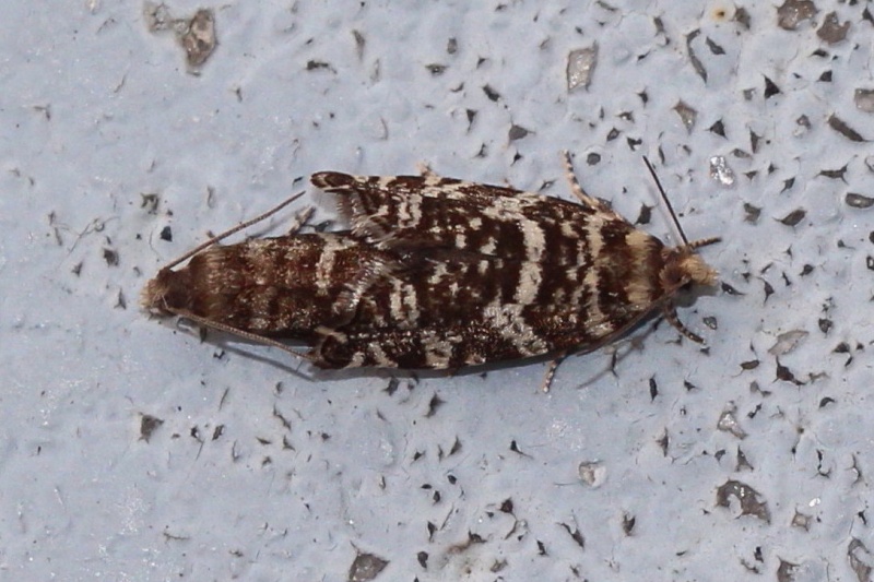 Tortricidae in copula Img_6011