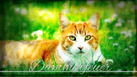 Donnas Zeug ^-^ Dymmer14