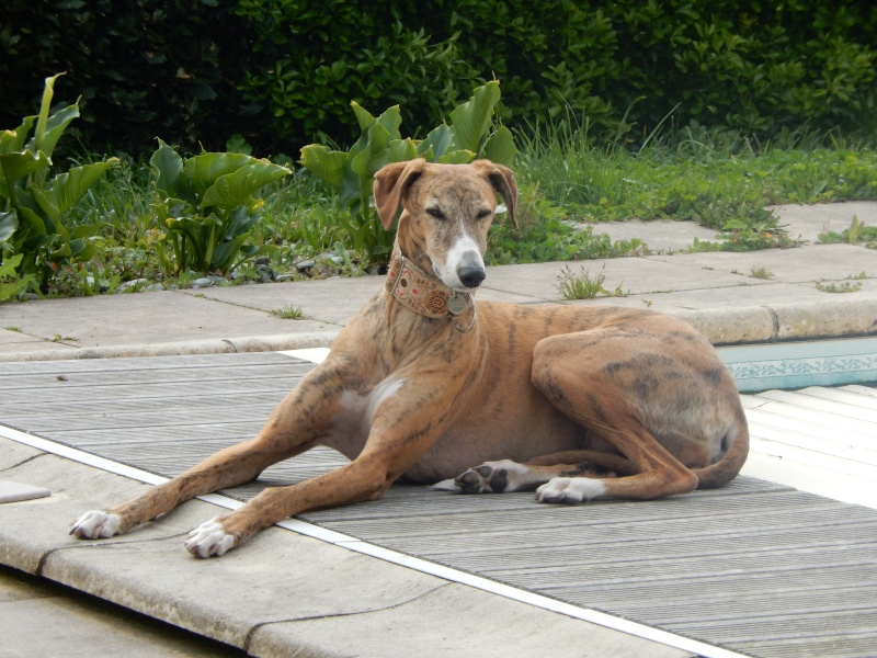 Morante, galgo attaqué, mordu par ses frères car trop bon, trop doux,à l'adoption "Scooby France Adopté  - Page 24 Dscn0015