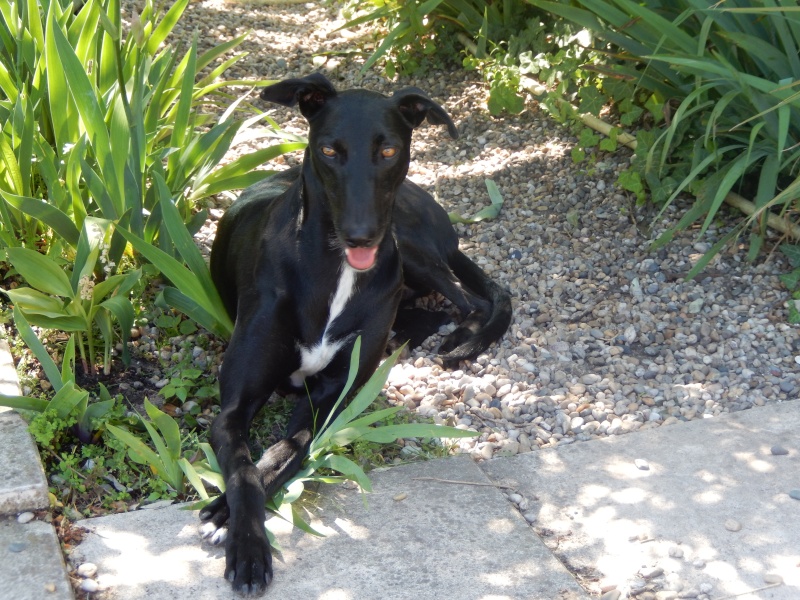 Morante, galgo attaqué, mordu par ses frères car trop bon, trop doux,à l'adoption "Scooby France Adopté  - Page 25 Dscn0112