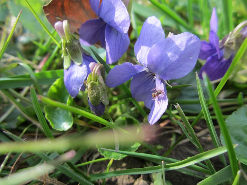 Erste Frühlingsboten im Garten und in Wald und Flur - Seite 20 Img_1114