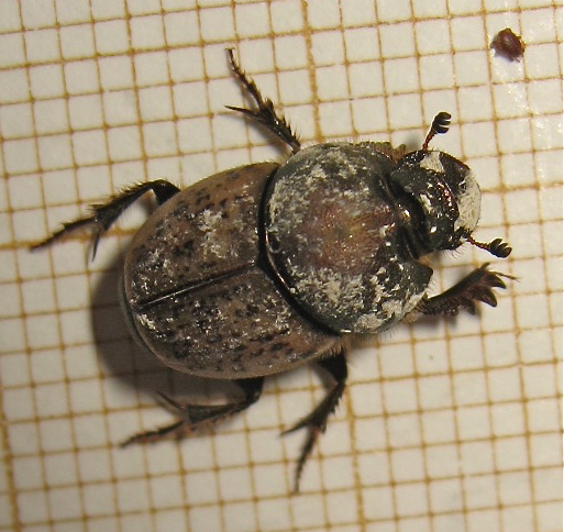 Onthophagus Img_4819