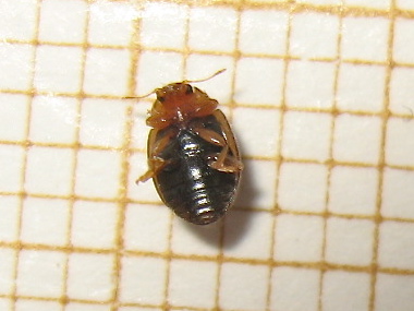 Coccinelle ID (Oenopia conglobata, Rhyzobius litura) Img_4922