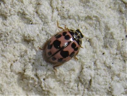 coccinelle - Coccinelle ID (Oenopia conglobata, Rhyzobius litura) Img_5010