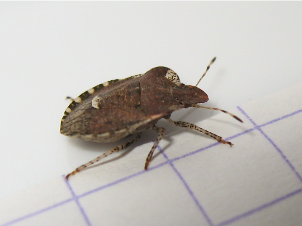 Quizz par en-dessous 1 (Dyroderes umbraculatus) Img_5119