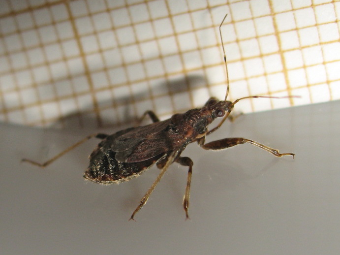 Quizz Nabidae (Himacerus mirmicoides) Img_5121