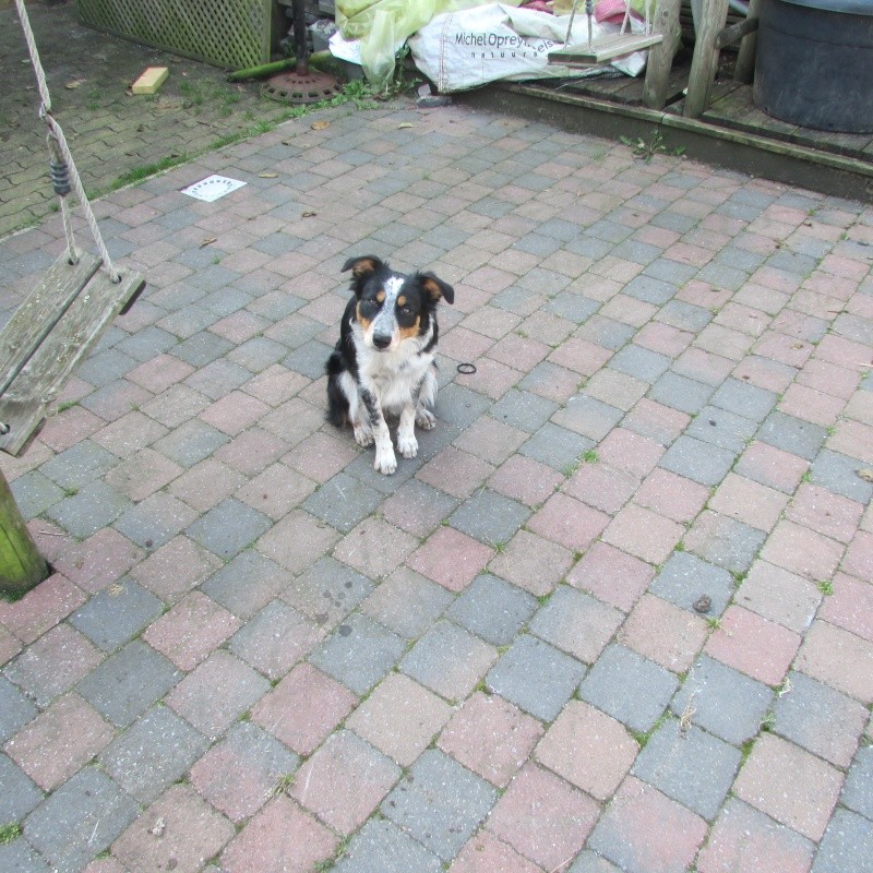 collie - Border Collie Sable ou Rouge Australien ? 02310