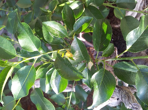 appassimento foglie prunus 1210