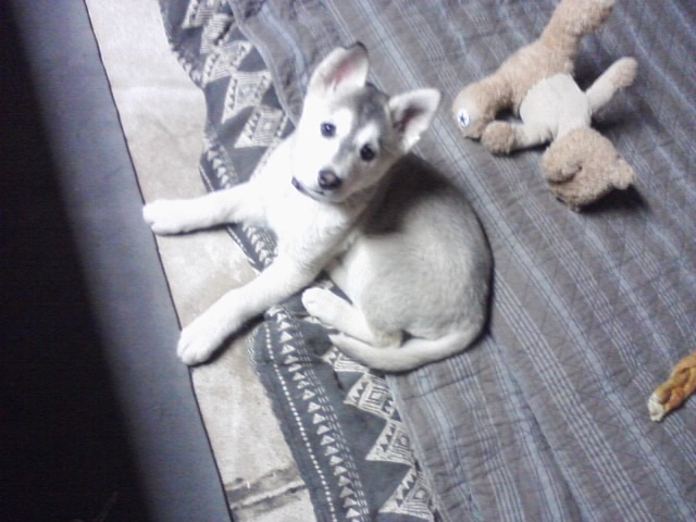 Is my puppy purebred? Miya_910