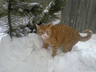 MISSING ORANGE CAT Wis1010