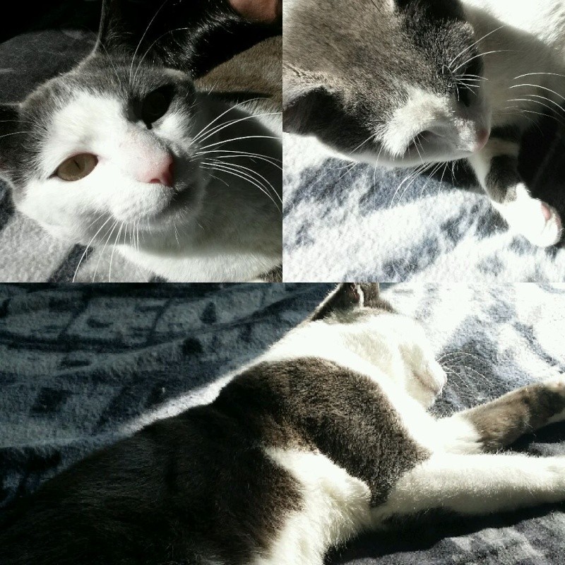 JACKPOT, chat européen gris et blanc, né en avril 2014 2015-011