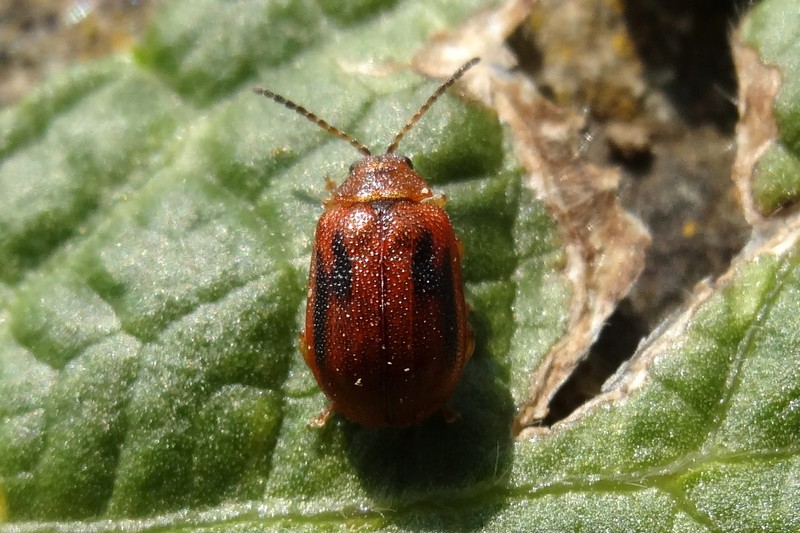 [Lochmaea crataegi ] Lochmaea crataegi ? Lochma10