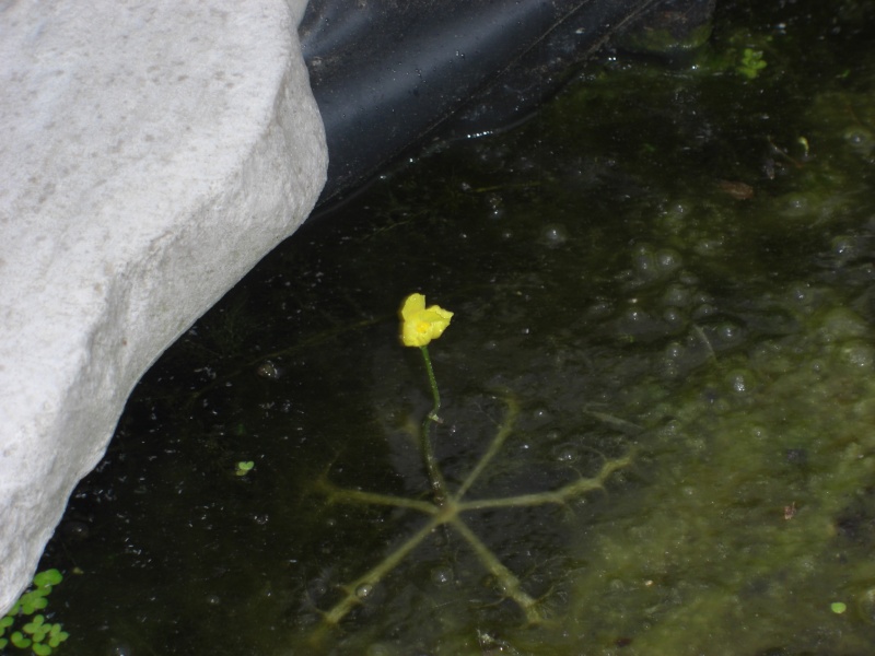 mon utricularia inflata - Page 3 Cimg3225