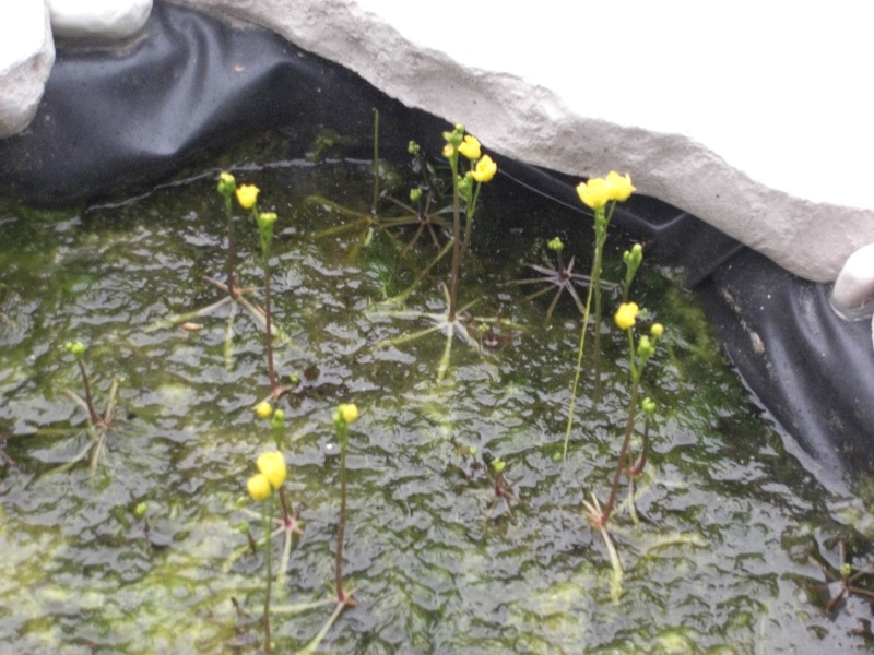 mon utricularia inflata - Page 3 Cimg3226