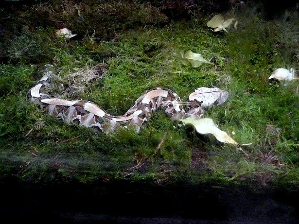 Vivarium de la Ménagerie du Jardin des Plantes de Paris Bitis_10