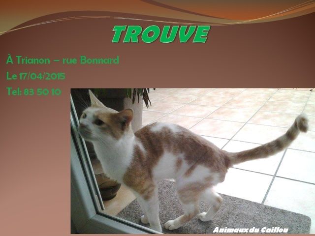 ROUX - TROUVE chat roux blanc à Trianon le 17/04/2015 2014mm13