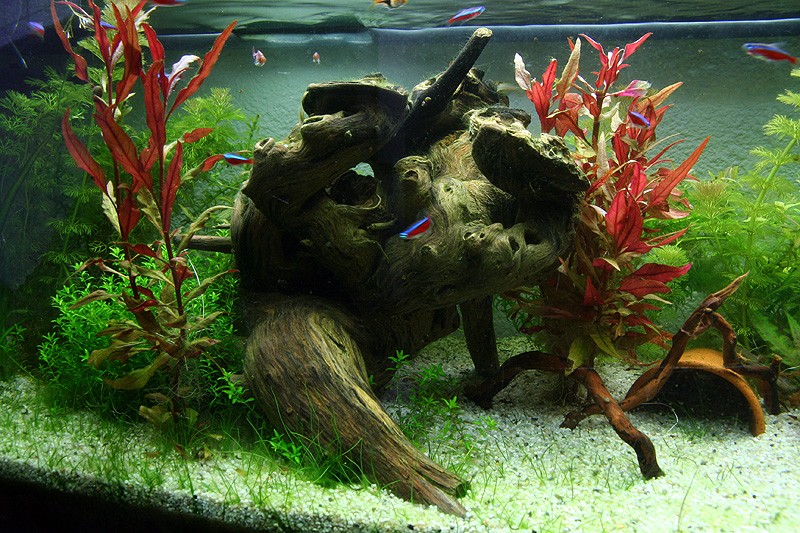 Mon aquarium de A à Z... C'est fini :( - Page 9 Img_8720