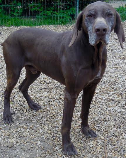 messigny - DJOCK - x braque 8 ans (3 ans de refuge) - Refuge de Jouvence à Messigny (21) Unname60