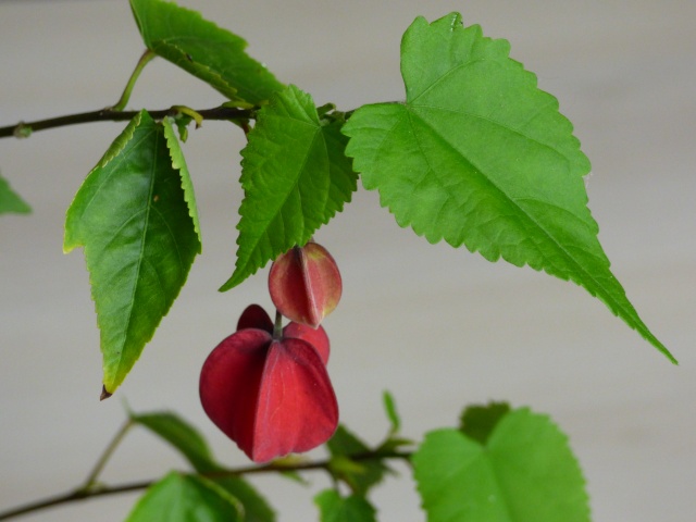 Abutilon megapotamicum - Page 2 P1000510