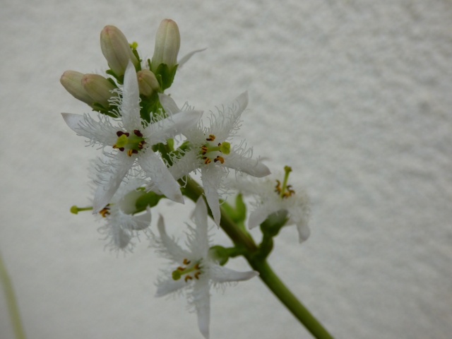 Menyanthes trifolium - ményanthe trifolié, trèfle d'eau P1000513