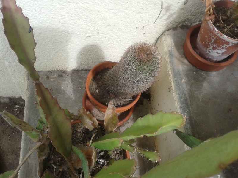 De vieux cactus de ma grand-mère à identifier.... 20150511