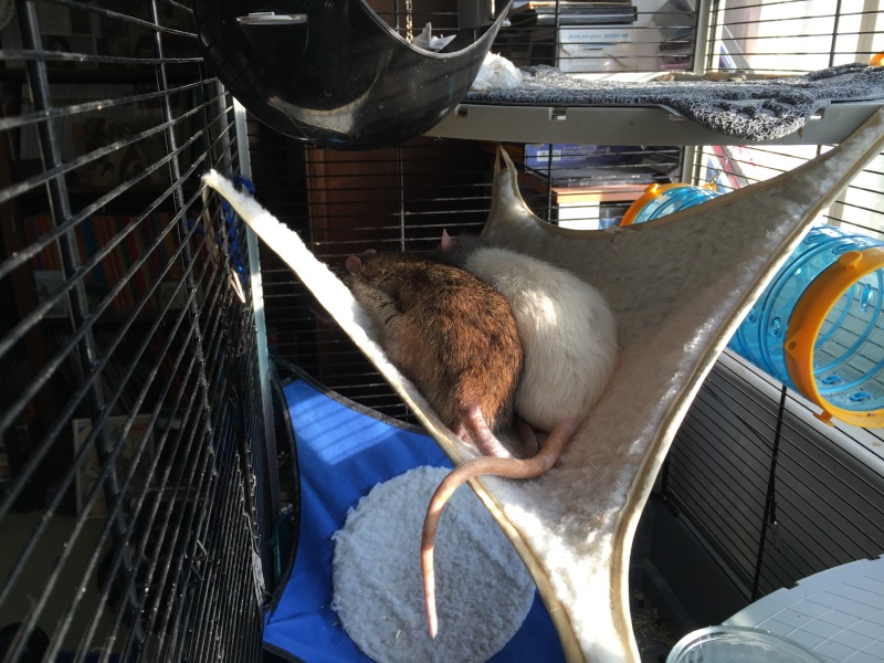 Et voici notre bébé Rat des champs : Ratatouille  - Page 19 Img_0013