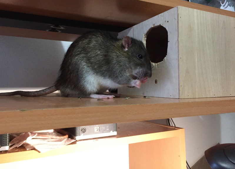 Et voici notre bébé Rat des champs : Ratatouille  - Page 19 Img_0015